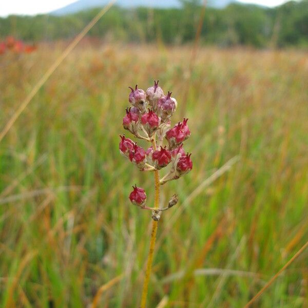 Triantha glutinosa Blomst