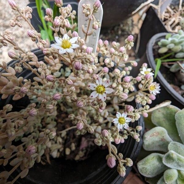 Sedum dasyphyllum 花