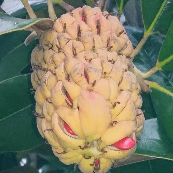 Magnolia grandiflora Fruit