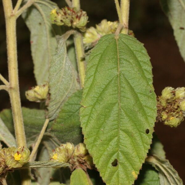 Waltheria indica ᱥᱟᱠᱟᱢ