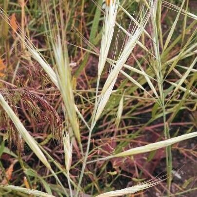 Bromus diandrus Leaf