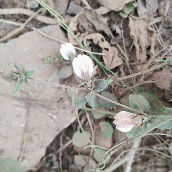 Blepharis maderaspatensis Flor