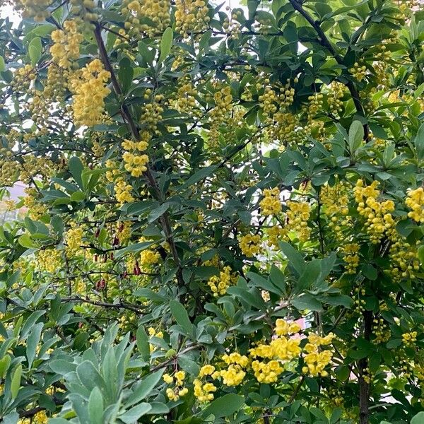 Berberis vulgaris Habit