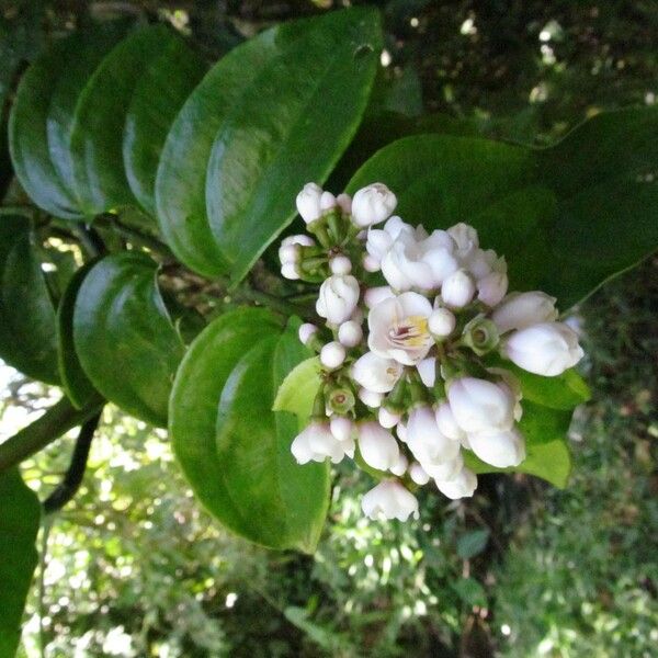 Adelobotrys adscendens Flower