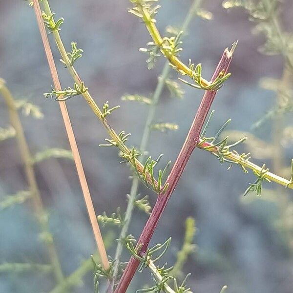 Artemisia scoparia Kéreg