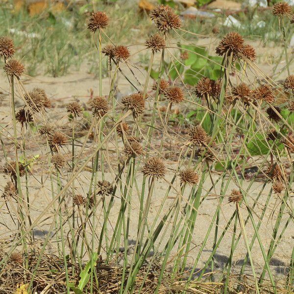 Cyperus capitatus Flower