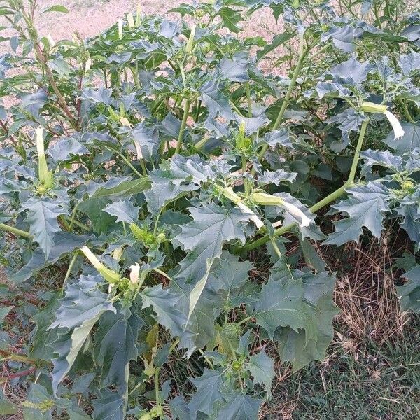 Datura stramonium ശീലം