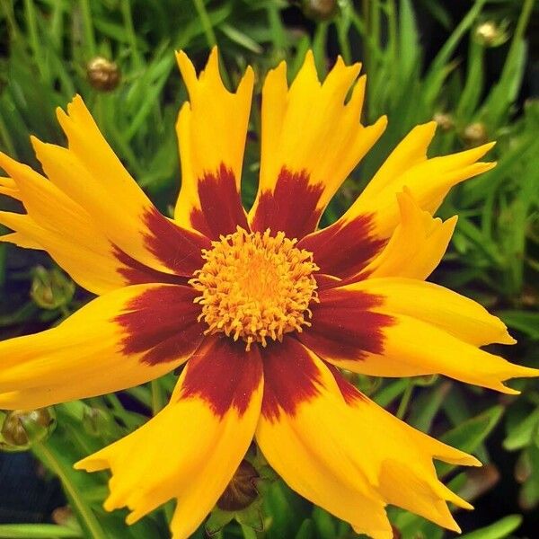 Coreopsis grandiflora Kwiat