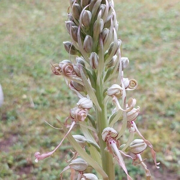 Himantoglossum hircinum Çiçek