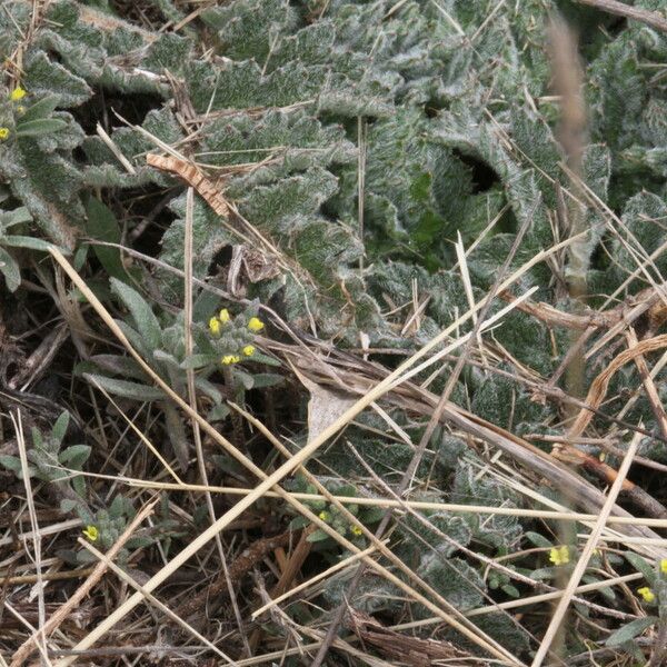 Alyssum minutum 葉