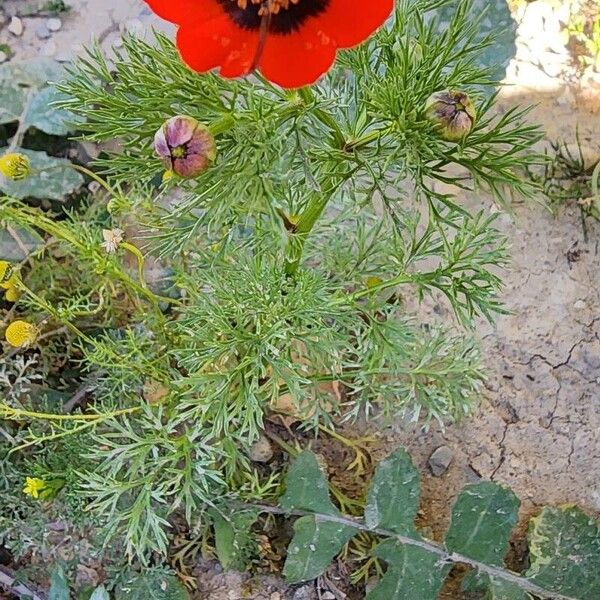 Adonis annua Habit