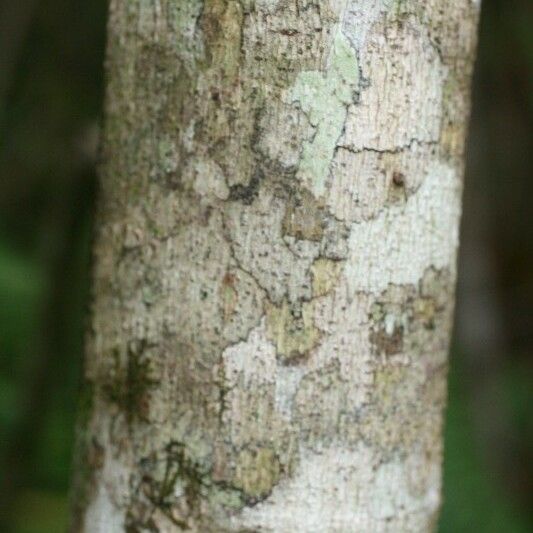 Ficus lateriflora Bark