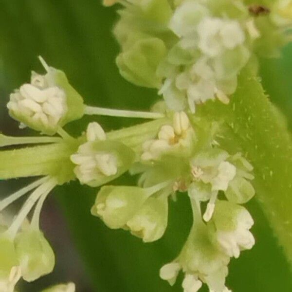 Rheum rhabarbarum Flower