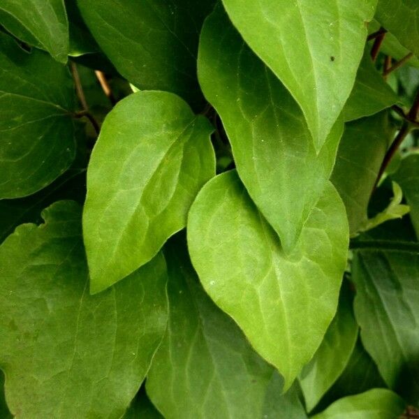 Clematis patens Leaf