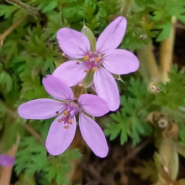 Erodium cicutarium Blomst