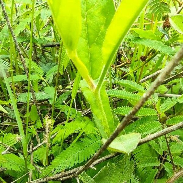 Crotalaria alata Bark