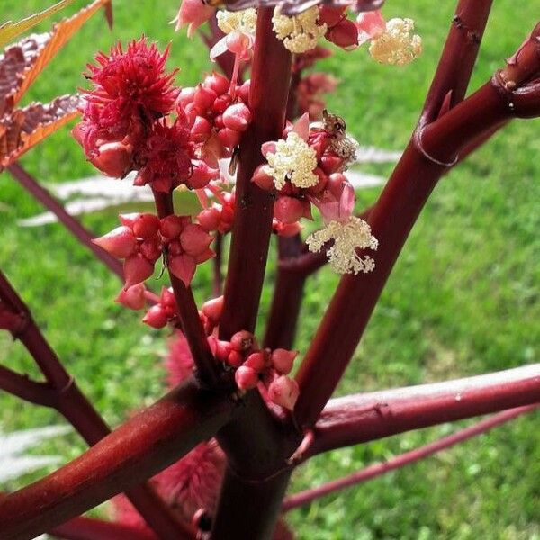 Ricinus communis Õis