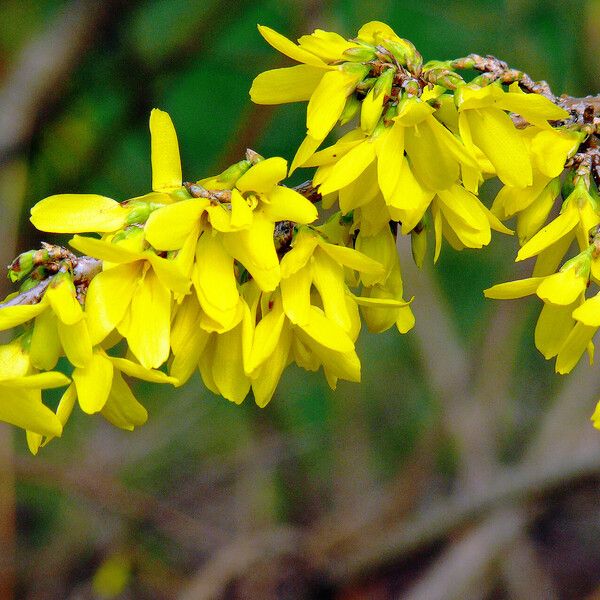 Forsythia suspensa Blomma