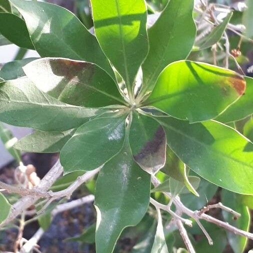 Conocarpus erectus Blatt
