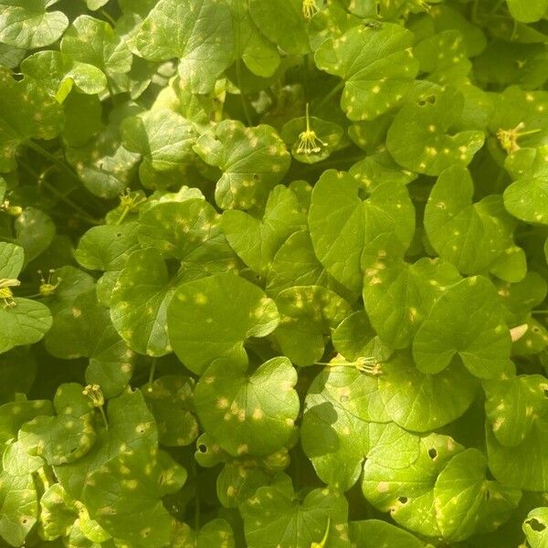 Centella asiatica Levél