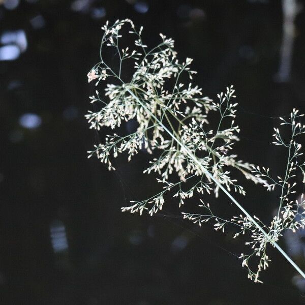 Agrostis gigantea ᱵᱟᱦᱟ