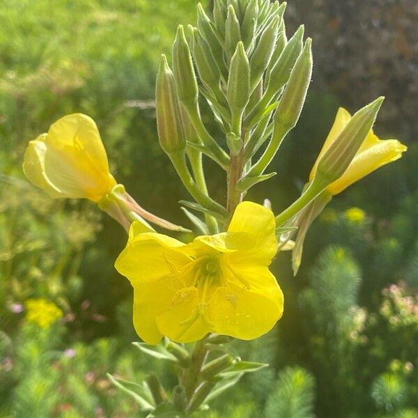 Oenothera glazioviana Blomst