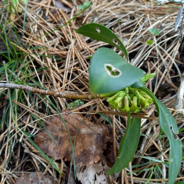 Daphne laureola Altro