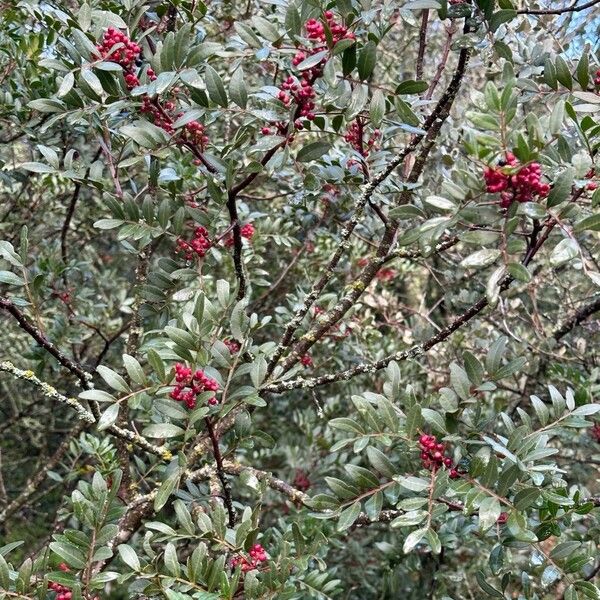 Pistacia lentiscus Natur