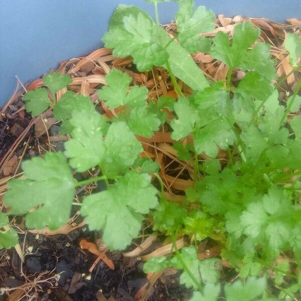 Petroselinum crispum Leaf