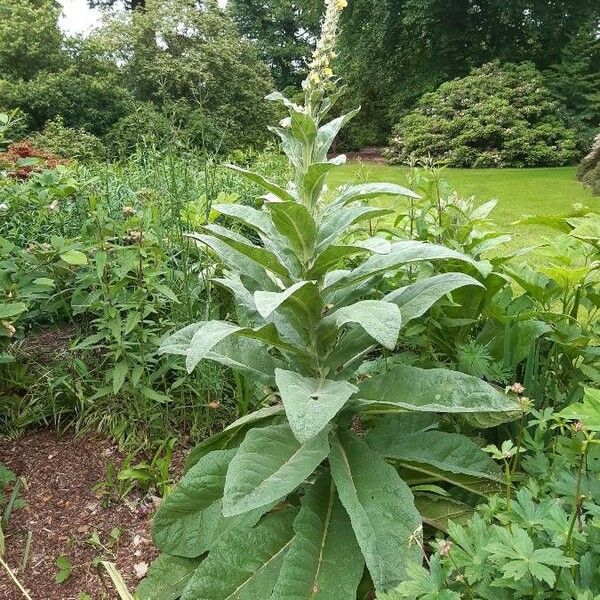 Verbascum phlomoides عادت