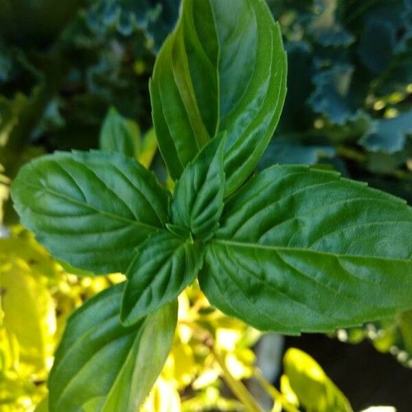 Ocimum basilicum Leaf