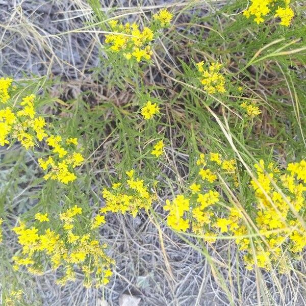 Gutierrezia sarothrae 花