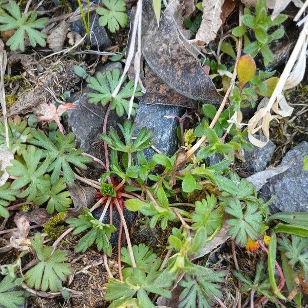 Geranium columbinum Folla