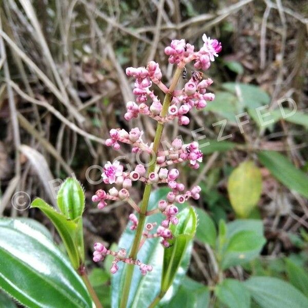 Miconia ciliata Květ