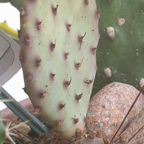 Opuntia macrocentra Lapas