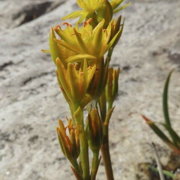 Narthecium ossifragum Flower