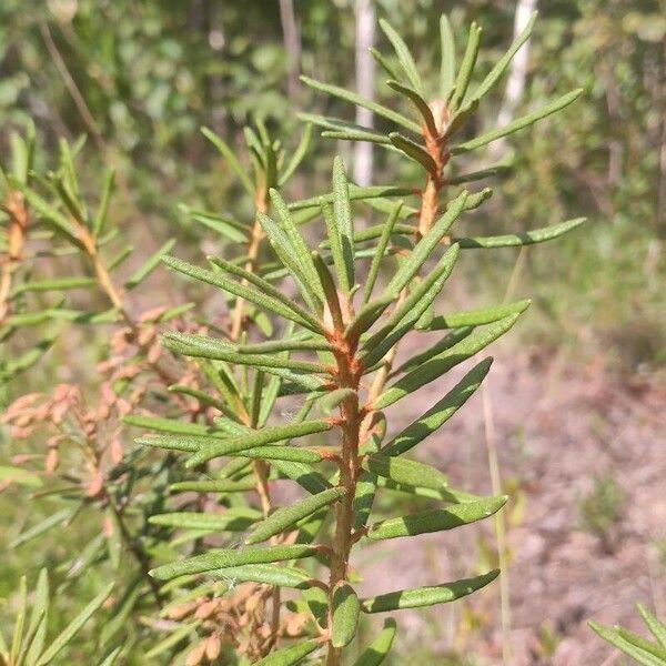 Rhododendron tomentosum Frunză