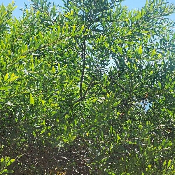 Acacia longifolia Leaf