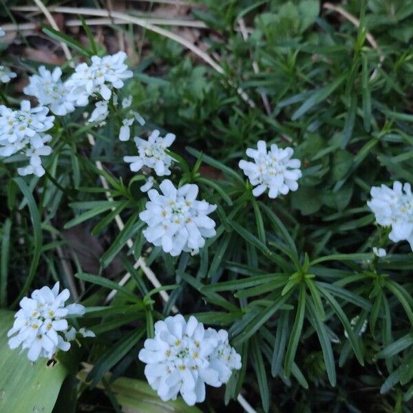 Iberis ciliata 花