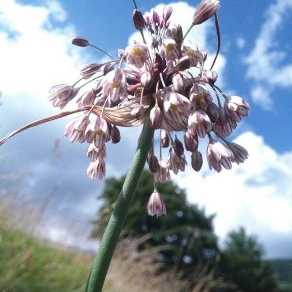 Allium oleraceum Cvet