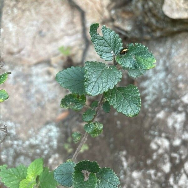 Bystropogon canariensis Blad