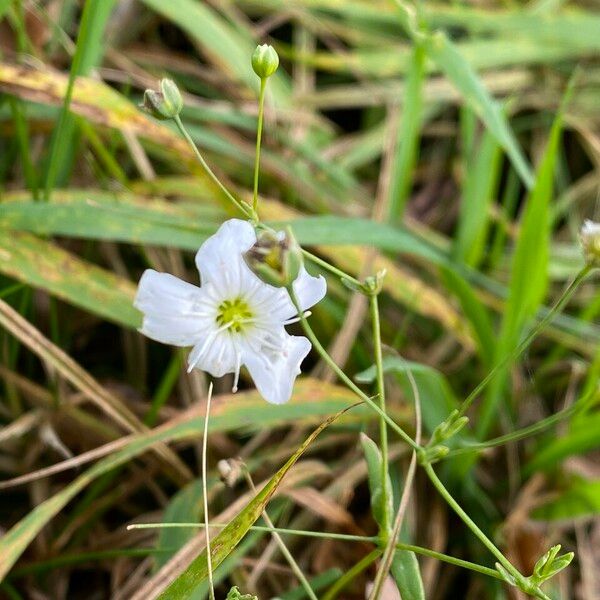 Gypsophila elegans Žiedas