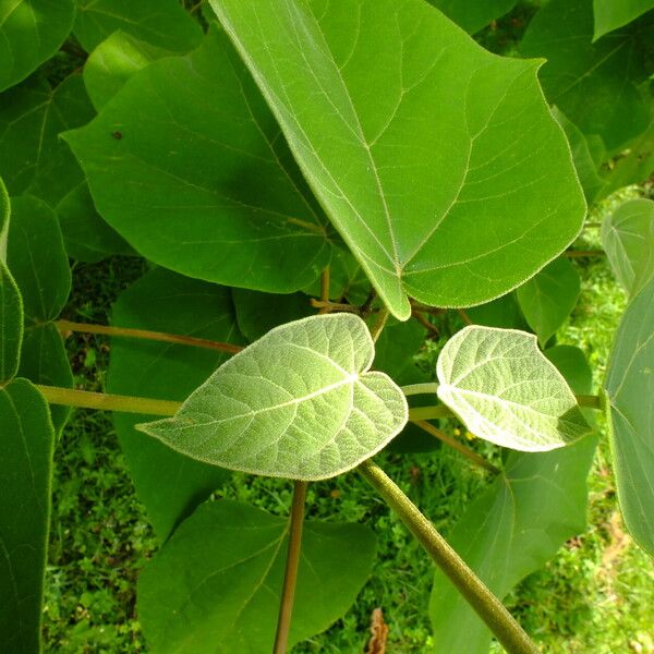 Paulownia tomentosa Liść