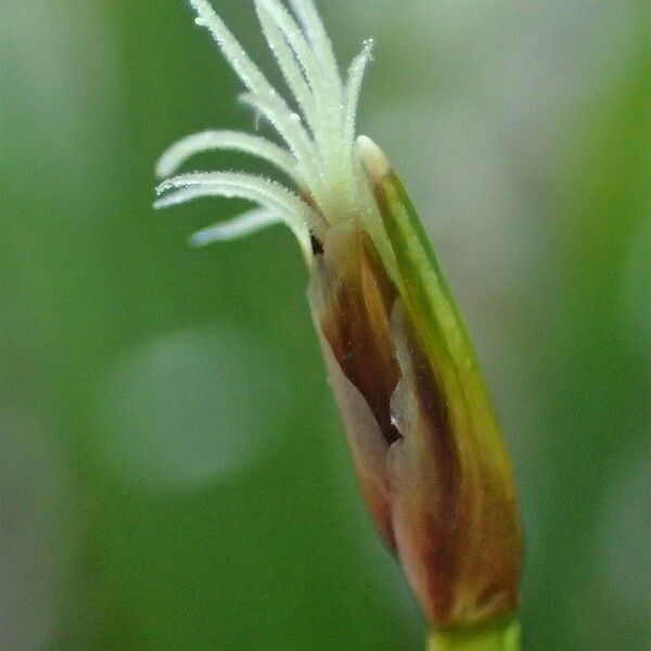 Trichophorum cespitosum Floare