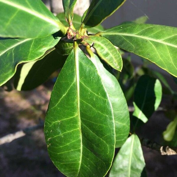 Garcinia livingstonei Leht