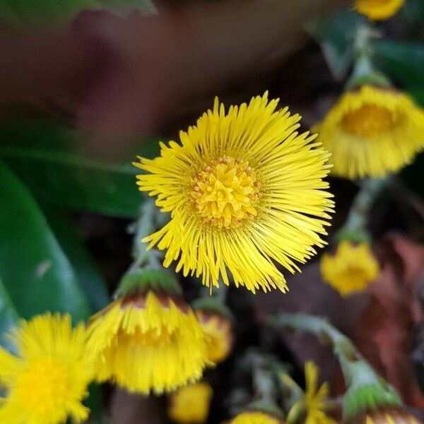 Tussilago farfara Flower