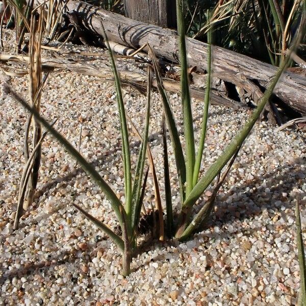 Sporobolus pungens Leaf