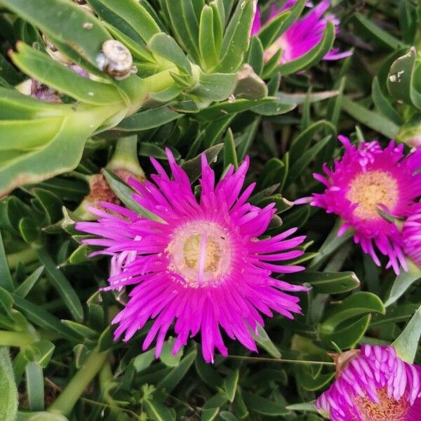 Carpobrotus acinaciformis 花