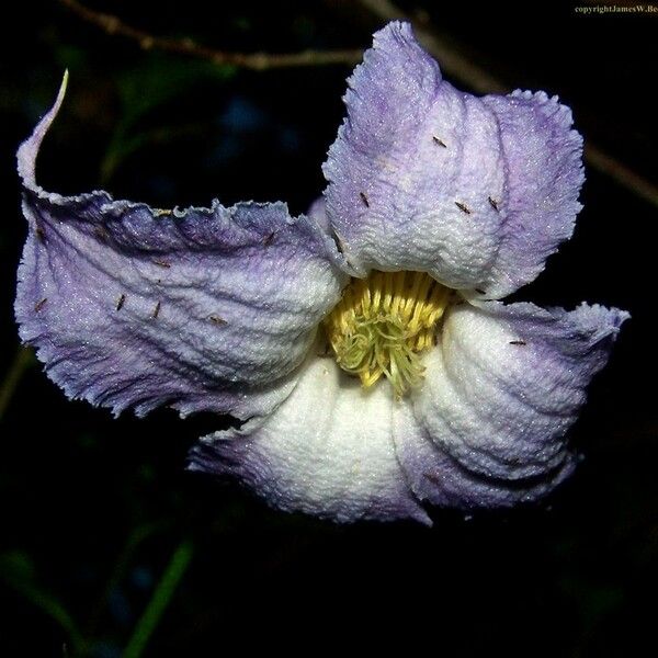 Clematis crispa Flor