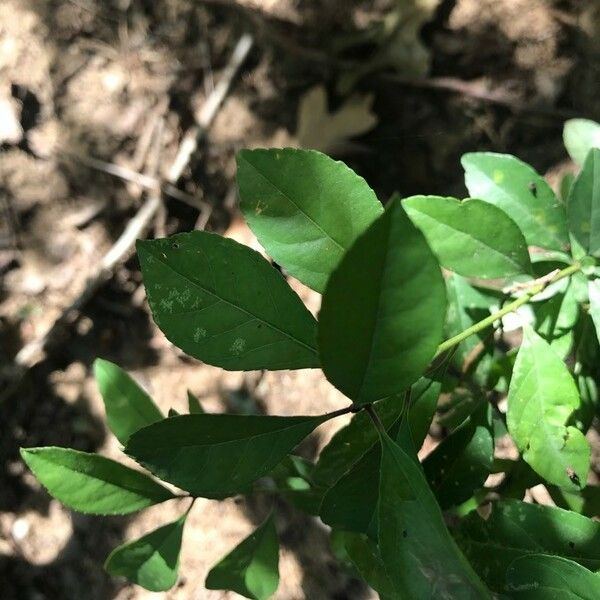 Ilex decidua Leaf